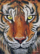 картинка Алмазная мозайка без подрамника Тигр 30х40 от магазина